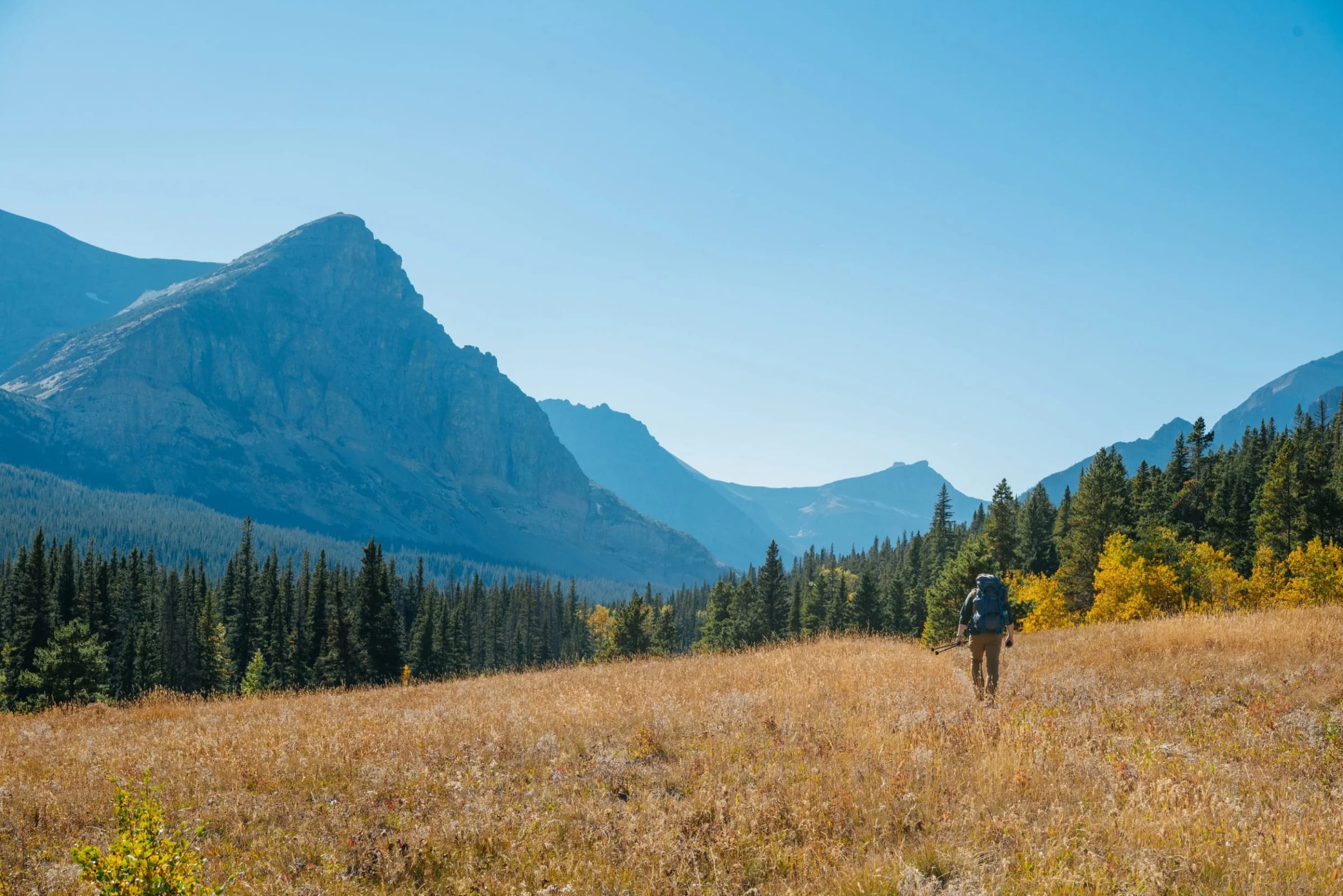A backpacker walking through a wildflower meadow