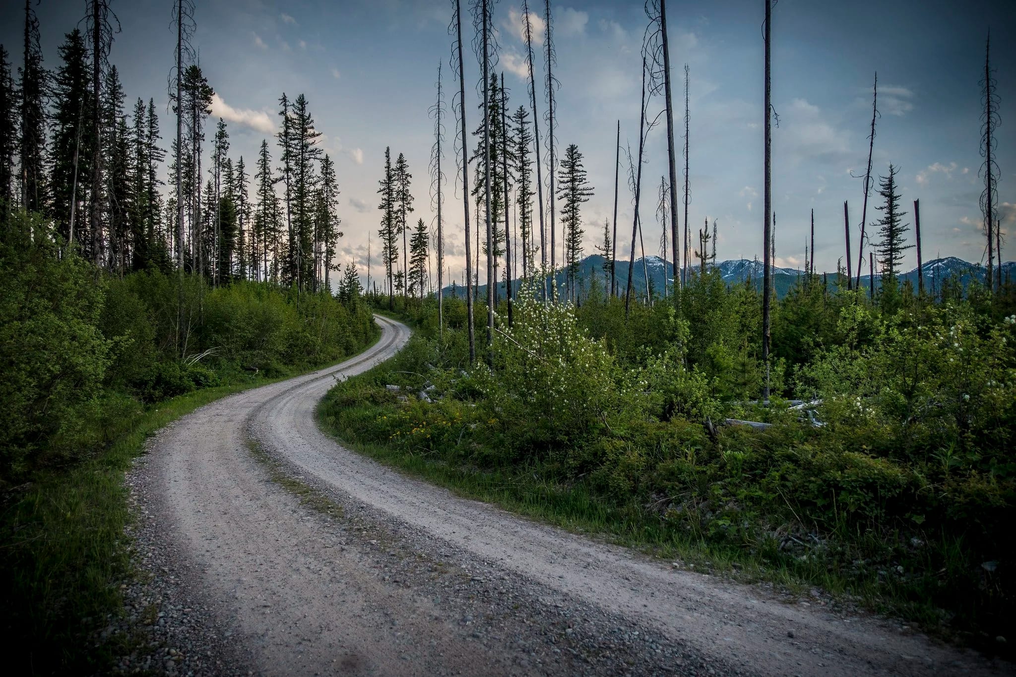 A gravel road winding through the trees