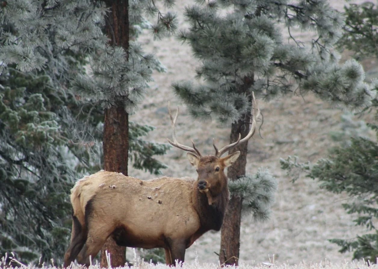 A bull elk among frosty pines
