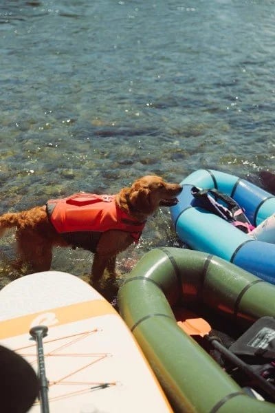 A dog in a life jacket riding in a packraft