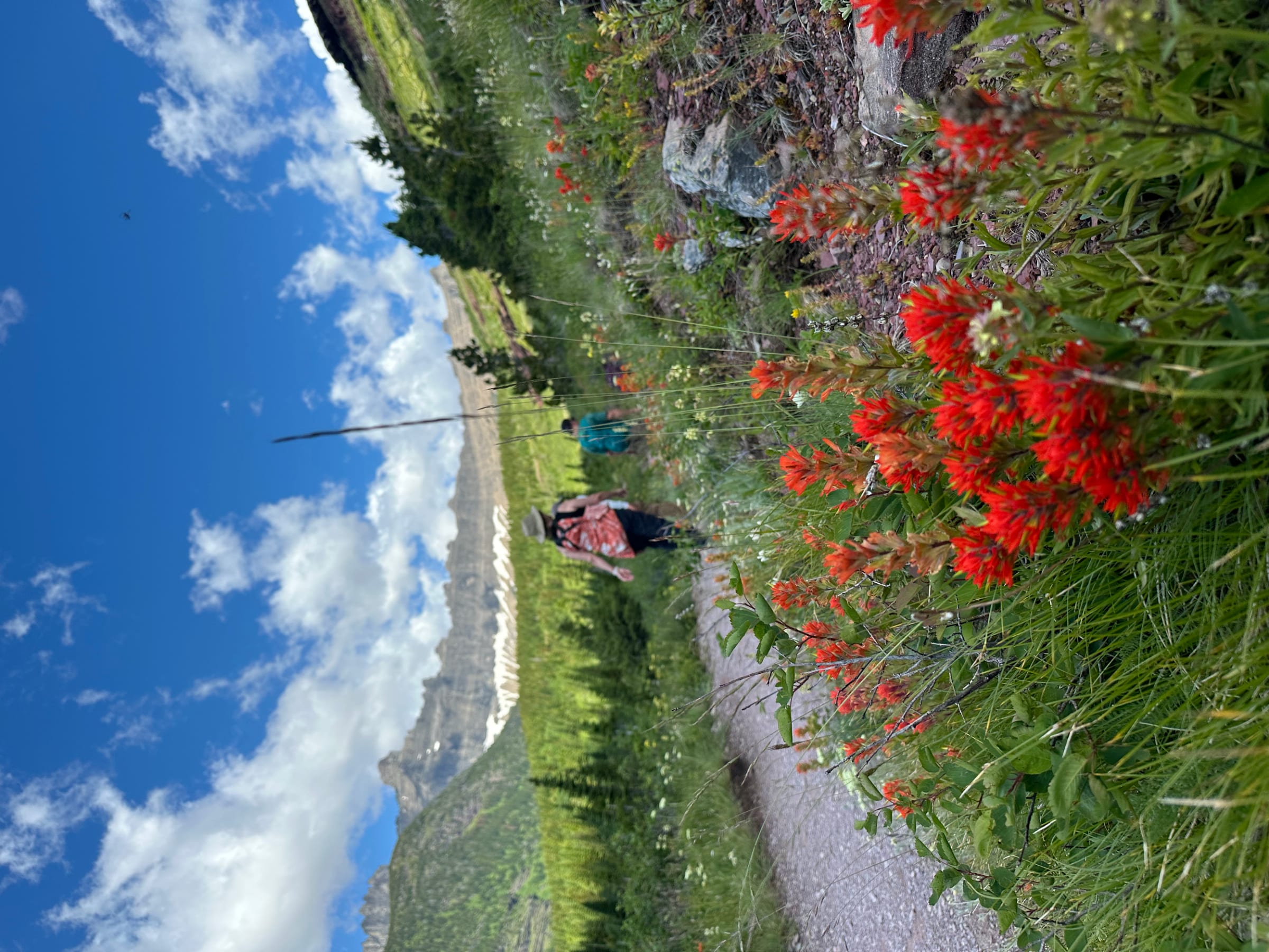 Indian paintbrush wildflowers on a mountainside